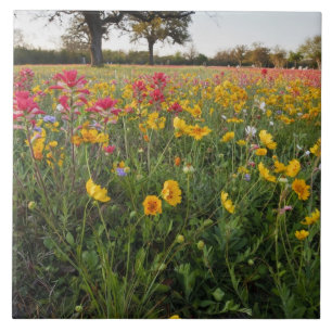 Wilde Straßenblumen in Texas, Frühling Fliese