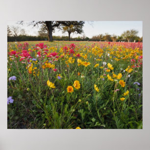 Wilde Straßenblumen in Texas, Frühling Poster