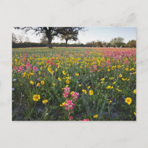 Wilde Straßenblumen in Texas, Frühling Postkarte
