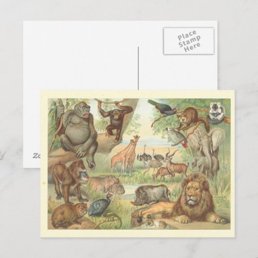 Wilde Tiere Afrikas Postkarte (Vorne/Hinten)