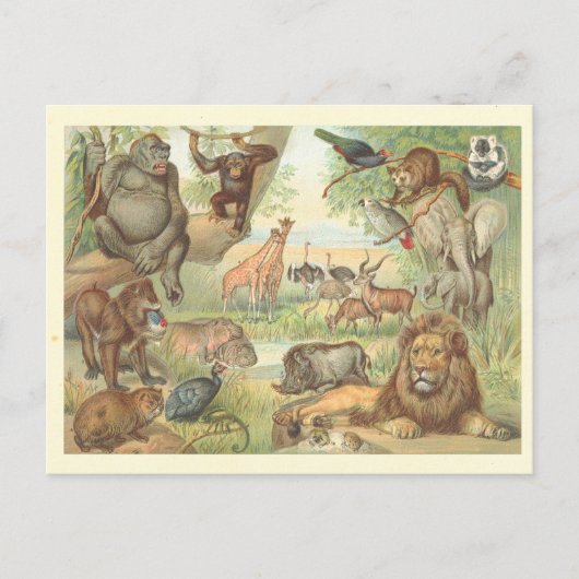 Wilde Tiere Afrikas Postkarte (Vorderseite)
