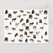 Wilde Tiere Postkarte (Vorderseite)