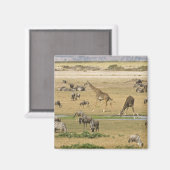 Wilde Tiere, Zebras und Giraffen Magnet (Vorderseite/Rückseite)