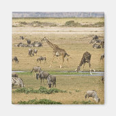 Wilde Tiere, Zebras und Giraffen Magnet (Vorne)