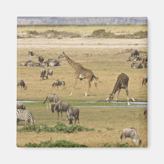 Wilde Tiere, Zebras und Giraffen Magnet (Vorne)