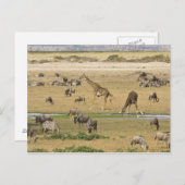 Wilde Tiere, Zebras und Giraffen Postkarte (Vorne/Hinten)