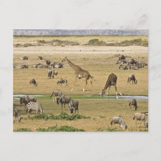 Wilde Tiere, Zebras und Giraffen Postkarte (Vorderseite)