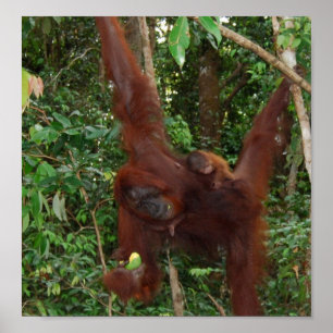 Wilde Tiermutter und Baby Poster