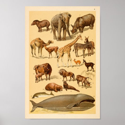 Wilde Tiersammlung Elephant Giraffe Kunst Poster (Vorne)