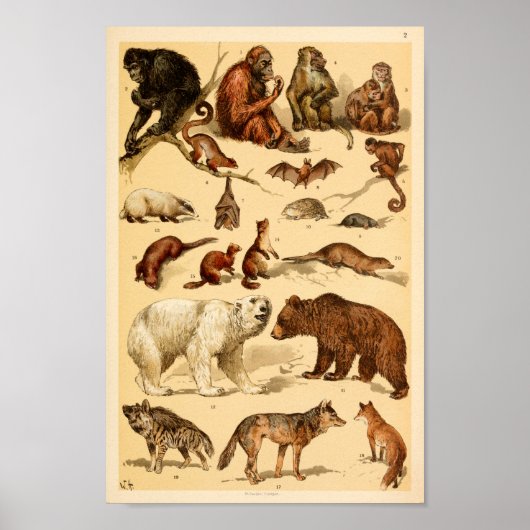 Wilde Tiersammlungen Bärenwolf-Affen Print Poster (Vorne)