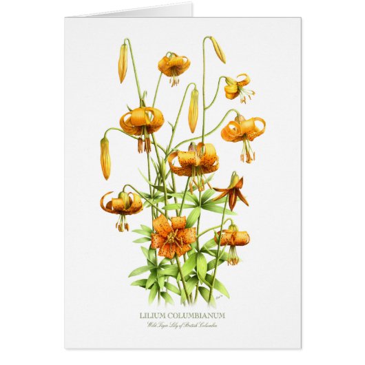 Wilde Tigerlilien (Vorne)