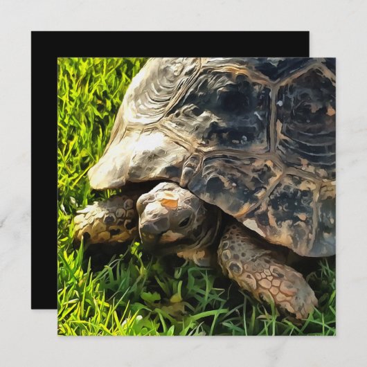Wilde Tortoise im Gras Wiesen Kunst, Dichtung und  Einladung (Vorne/Hinten)