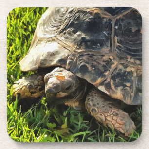 Wilde Tortoise im Gras Wiesen Kunst, Dichtung und Getränkeuntersetzer