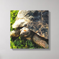 Wilde Tortoise im Gras Wiesen Kunst, Dichtung und