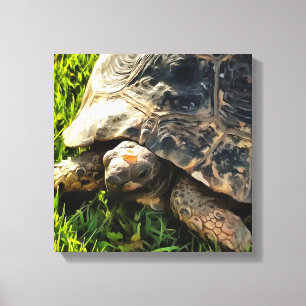 Wilde Tortoise im Gras Wiesen Kunst, Dichtung und  Leinwanddruck