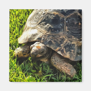 Wilde Tortoise im Gras Wiesen Kunst, Dichtung und  Magnet