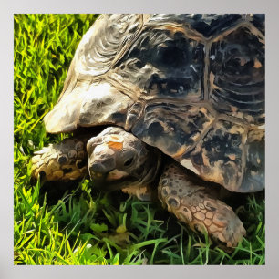 Wilde Tortoise im Gras Wiesen Kunst, Dichtung und  Poster