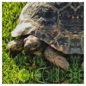 Wilde Tortoise im Gras Wiesen Kunst, Dichtung und Stoff (Nahaufnahme)