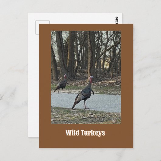 Wilde Trukeys Postcard Postkarte (Vorne/Hinten)