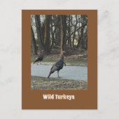 Wilde Trukeys Postcard Postkarte (Vorderseite)