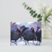 Wilde Trukeys Postkarte (Stehend Vorderseite)