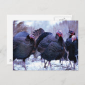 Wilde Trukeys Postkarte (Vorne/Hinten)