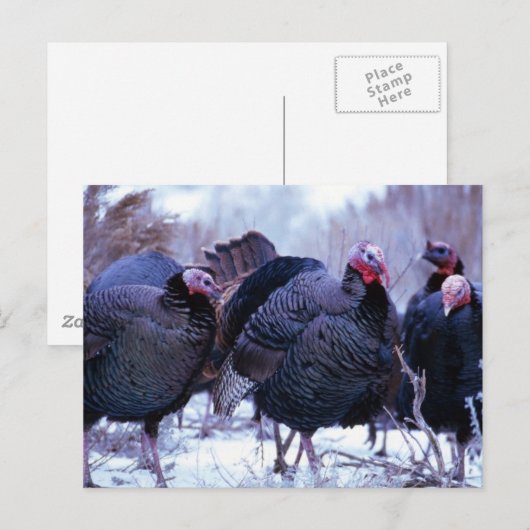 Wilde Trukeys Postkarte (Vorne/Hinten)