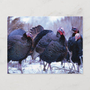 Wilde Trukeys Postkarte