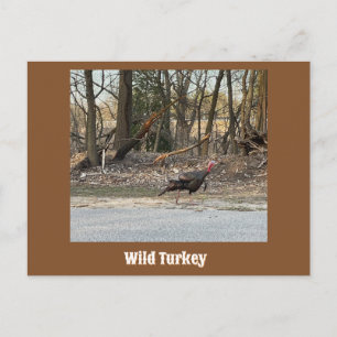 Wilde Truthahn-Postkarte Postkarte