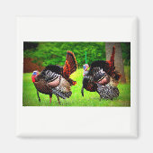 Wilde Truthähne dekoriert Magnet (Vorne)