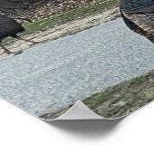 Wilde Truthähne Foto Poster (Ecke)