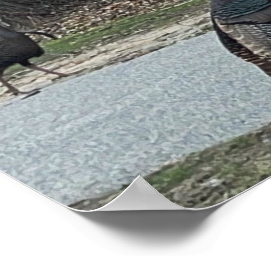 Wilde Truthähne Foto Poster (Ecke)