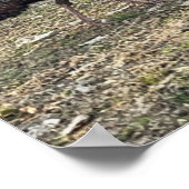 Wilde Truthähne Foto Poster (Ecke)