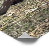 Wilde Truthähne Foto Poster (Ecke)