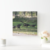 Wilde Truthähne im Gras-Foto Quadratische Wanduhr (Zuhause)
