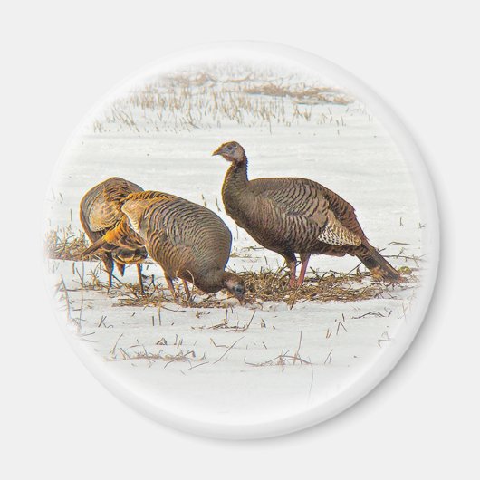 Wilde Truthähne im Schnee Magnet (Vorne)