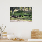 Wilde Truthähne in Grasfotografie-Poster Poster (Küche)