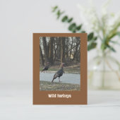 Wilde Truthähne Postkarte (Stehend Vorderseite)