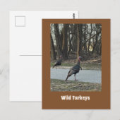 Wilde Truthähne Postkarte (Vorne/Hinten)