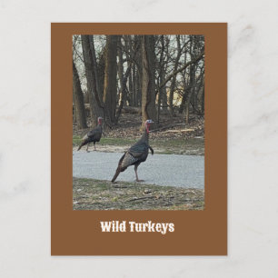 Wilde Truthähne Postkarte