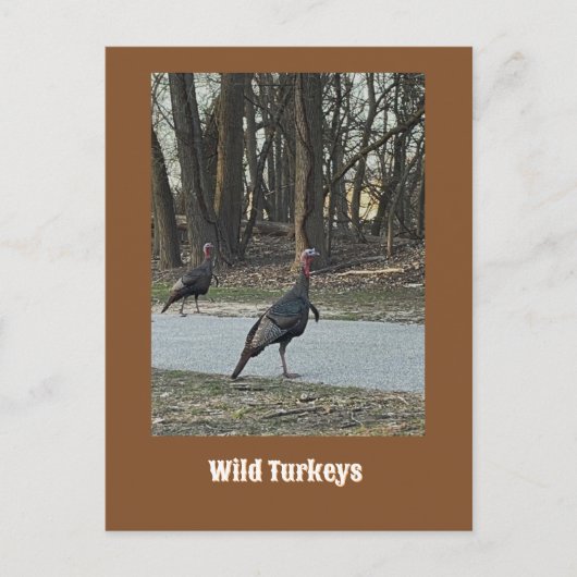 Wilde Truthähne Postkarte (Vorderseite)