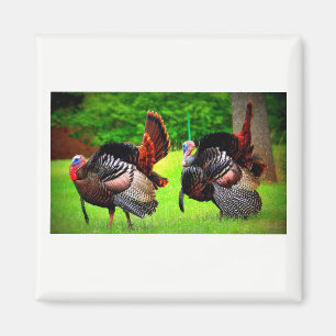 Wilde Truthähne verzierten Magneten Magnet