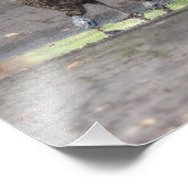 Wilde Truthühner, die aus Puddle Print trinken Fotodruck (Ecke)