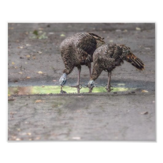 Wilde Truthühner, die aus Puddle Print trinken Fotodruck (Vorne)