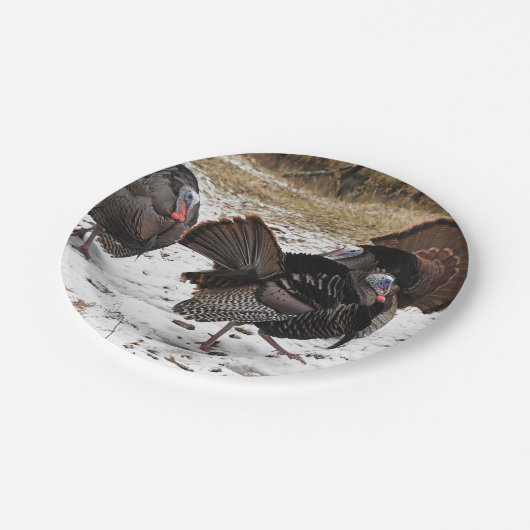 Wilde Truthühner, die sich mit ihren Füßen schlage Pappteller (Schrägansicht)