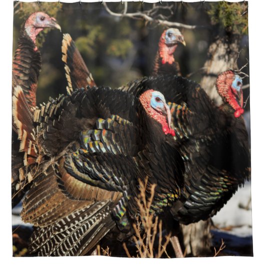 Wilde Truthühner Duschvorhang (Vorderseite)