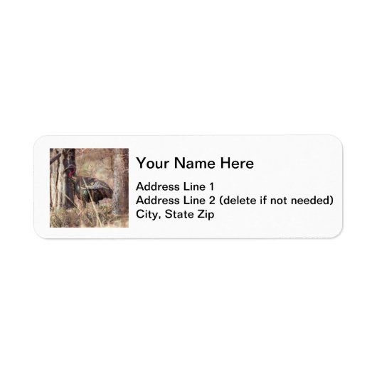 Wilde Türkei (Vorne)