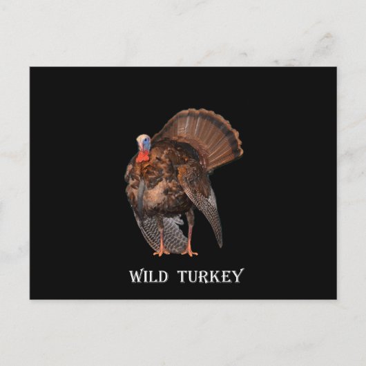 Wilde Türkei (Alabama, Massachusetts, Oklahoma) Postkarte (Vorderseite)