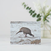 Wilde Türkei auf dem Snowy Field Postkarte (Stehend Vorderseite)