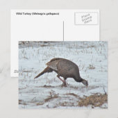 Wilde Türkei auf dem Snowy Field Postkarte (Vorne/Hinten)